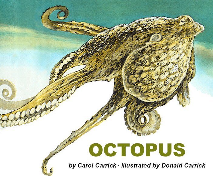 Title details for Octopus by Carol Carrick - Available